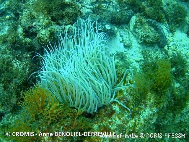 Anémone de mer verte