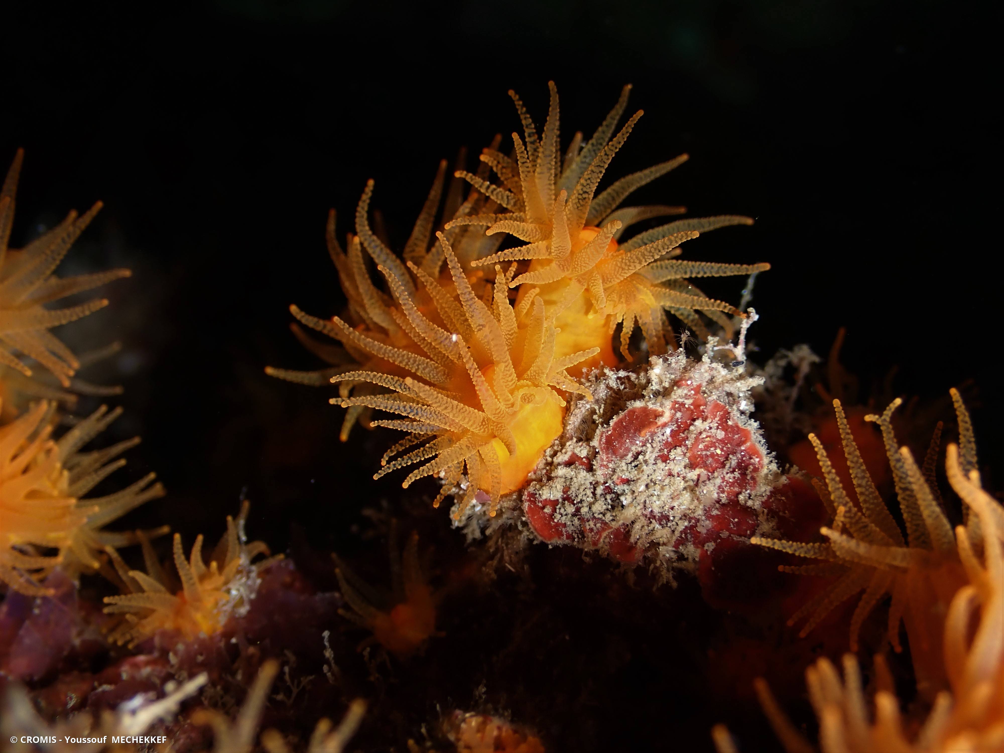 Corail jaune solitaire