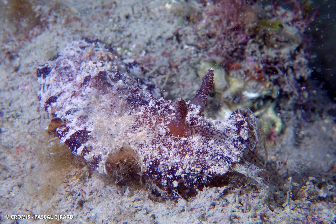 Discodoris étoilé