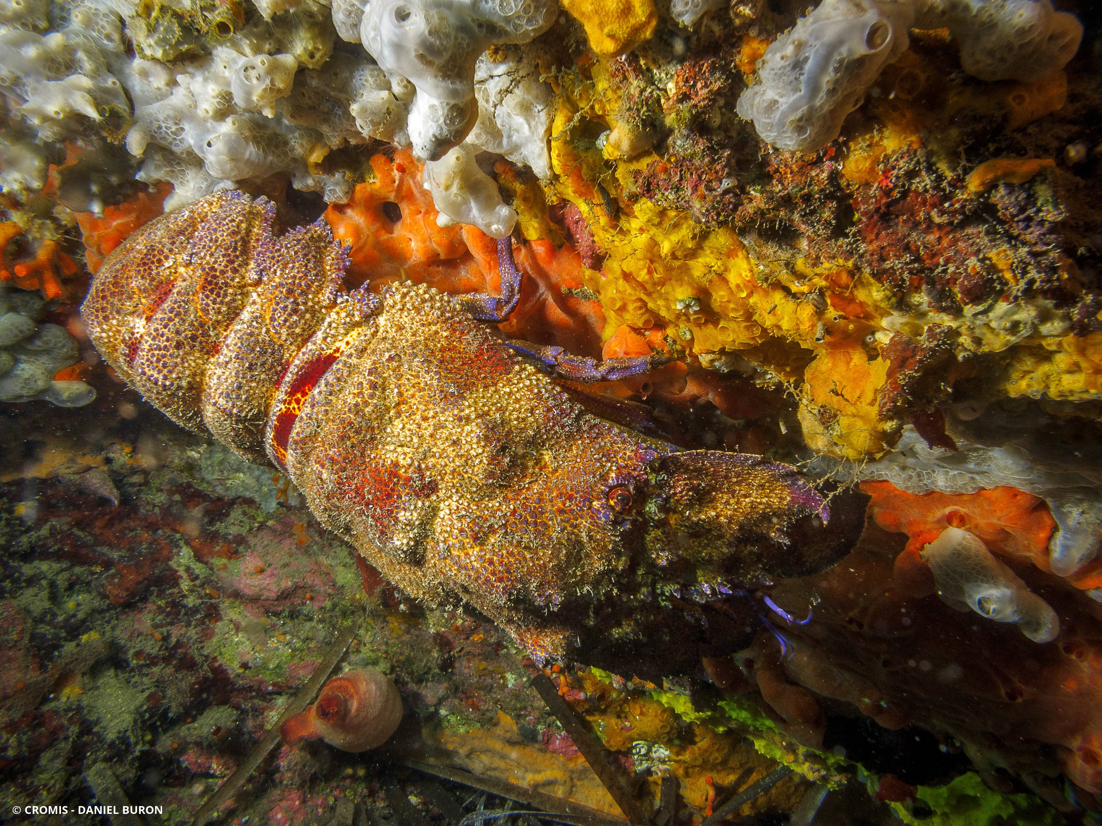 Grande cigale de mer