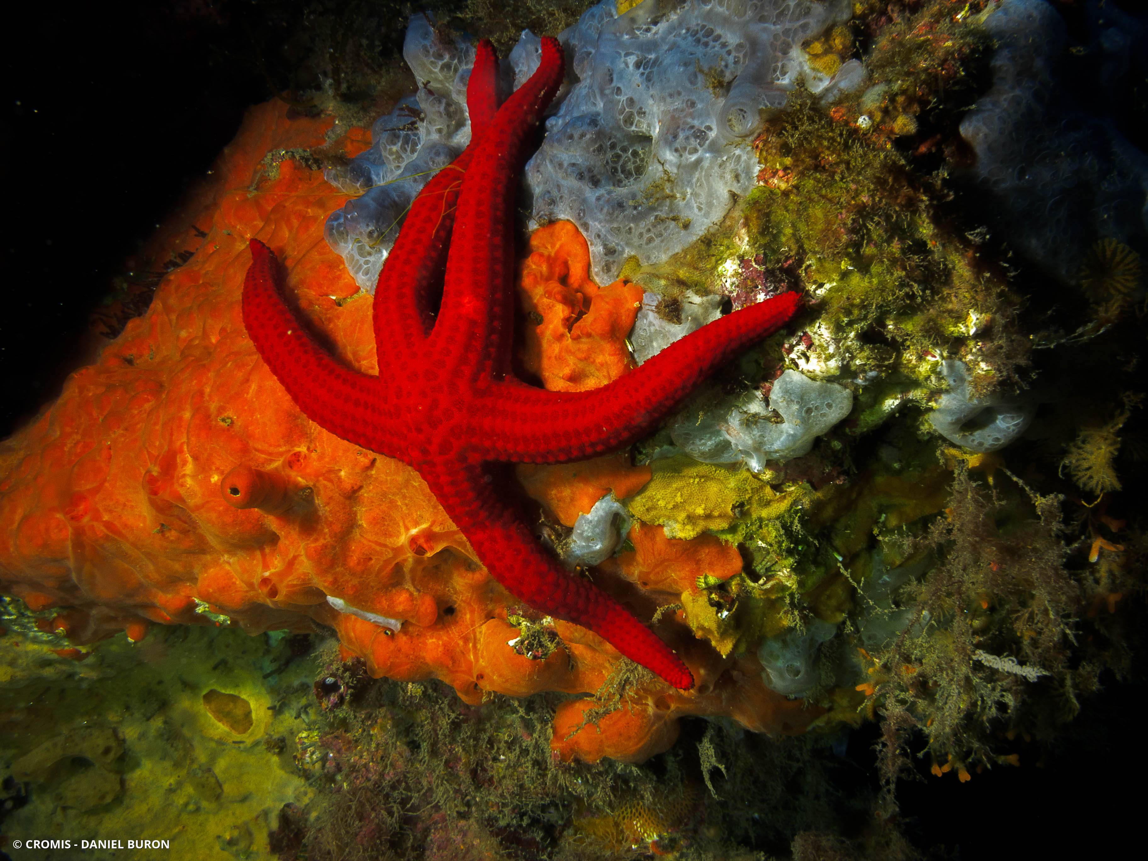 Etoile de mer lisse