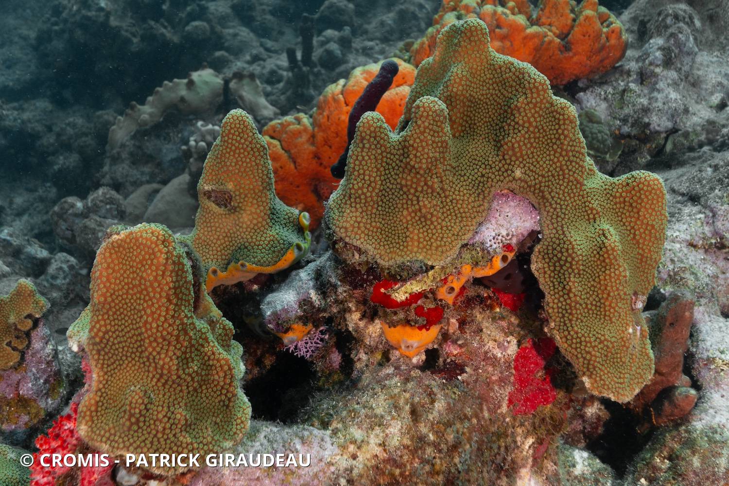 Corail étoilé à bosses