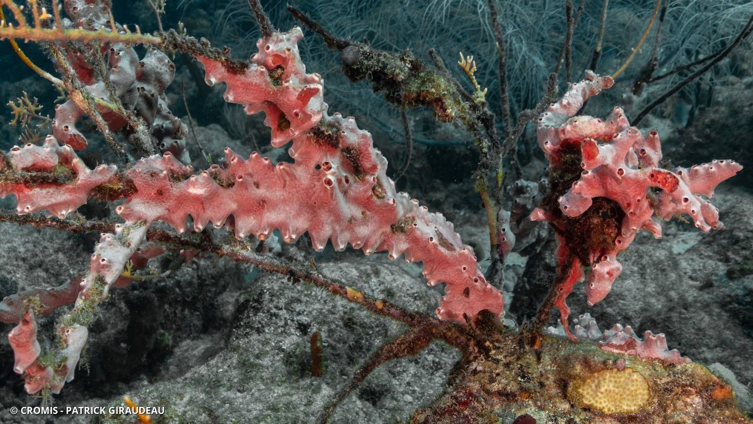 Eponge grumeleuse recouvrante