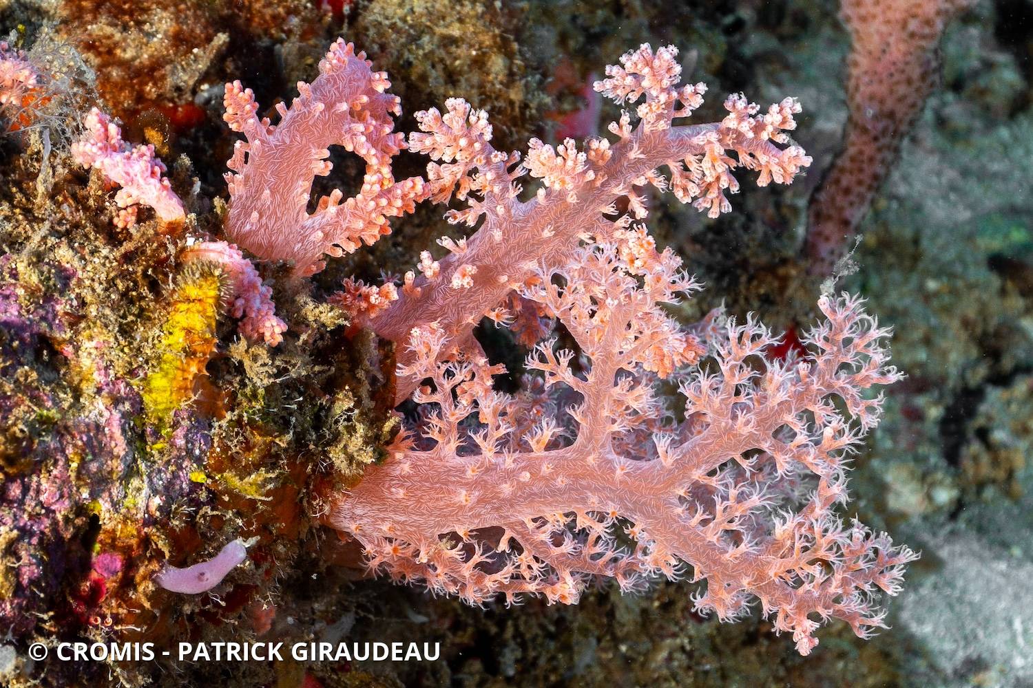 Alcyonaire pastel