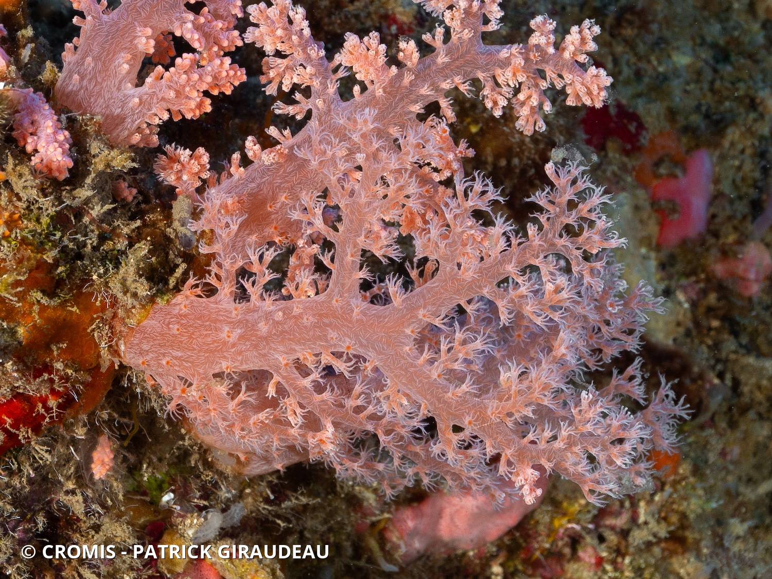 Alcyonaire pastel