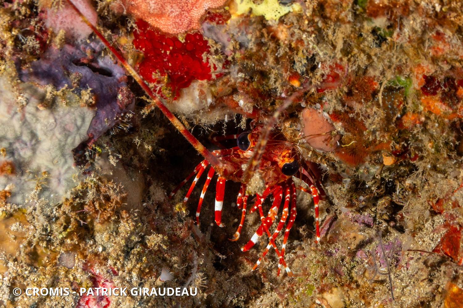 Langouste à bandes rouges