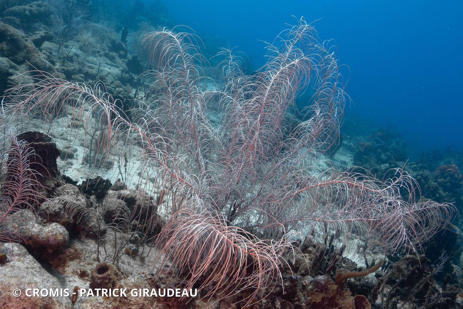 Gorgones des Antilles