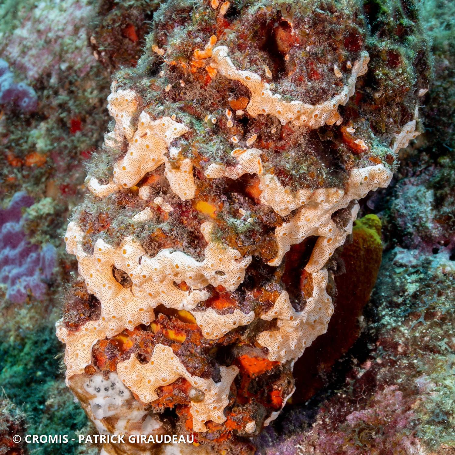 Didemnum conchyliatum