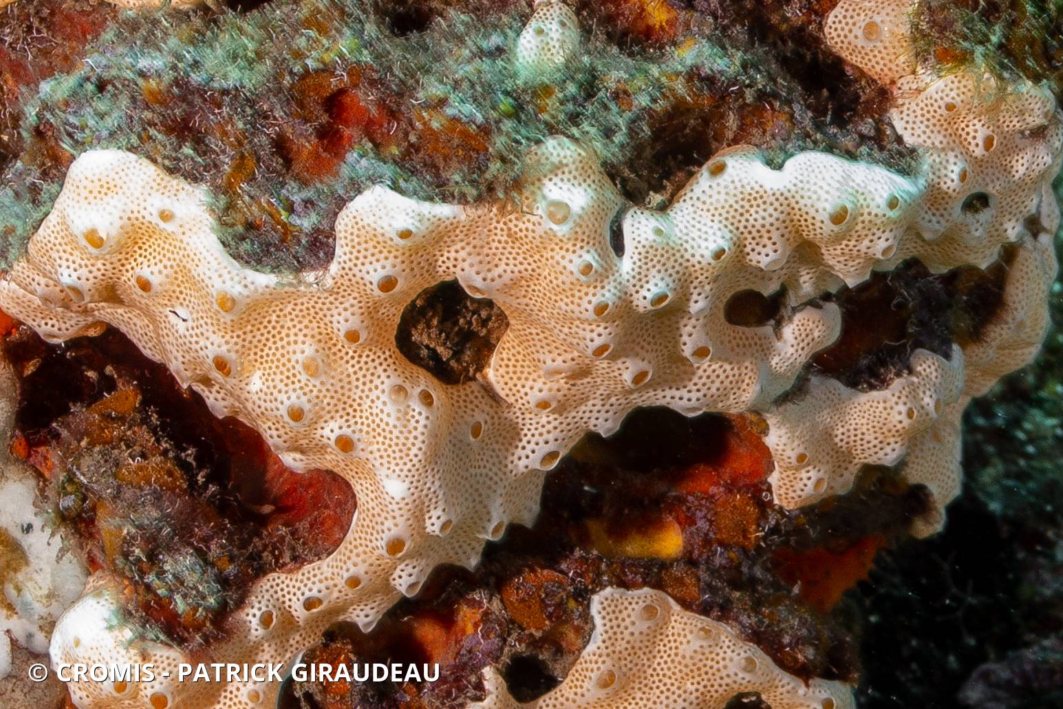Didemnum conchyliatum