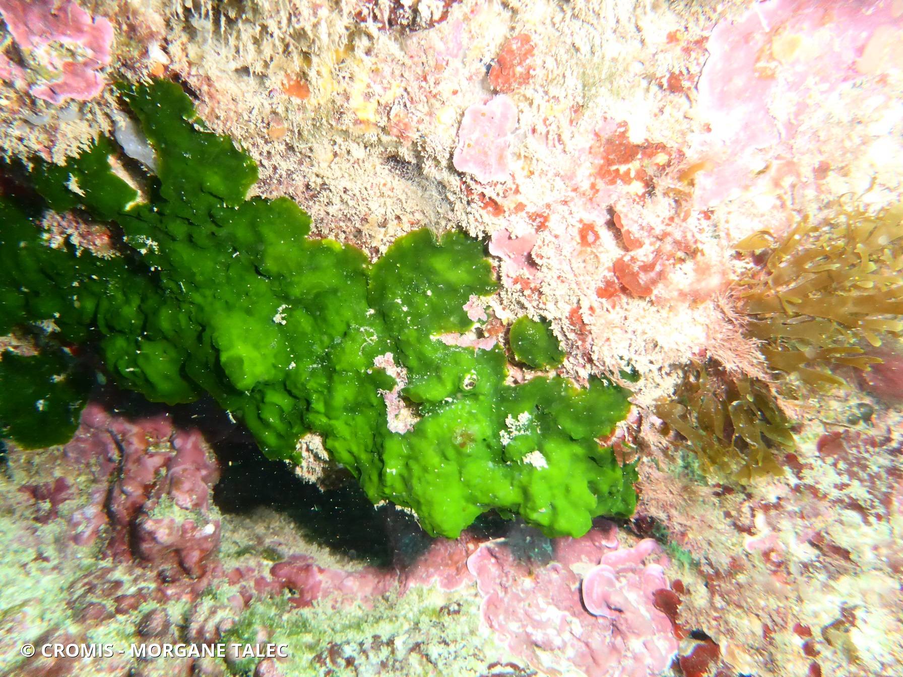 Palmophylle