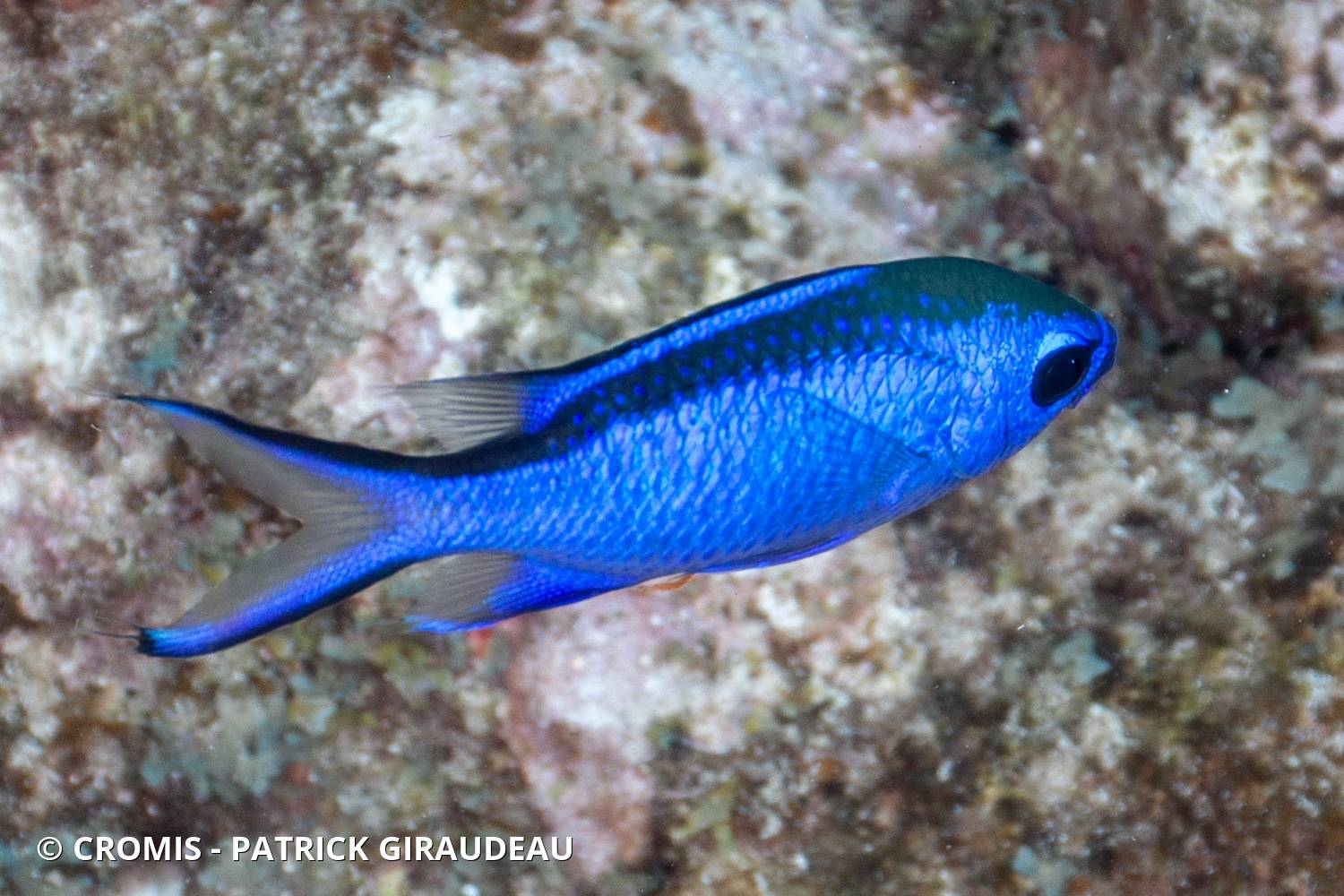 Castagnole bleue