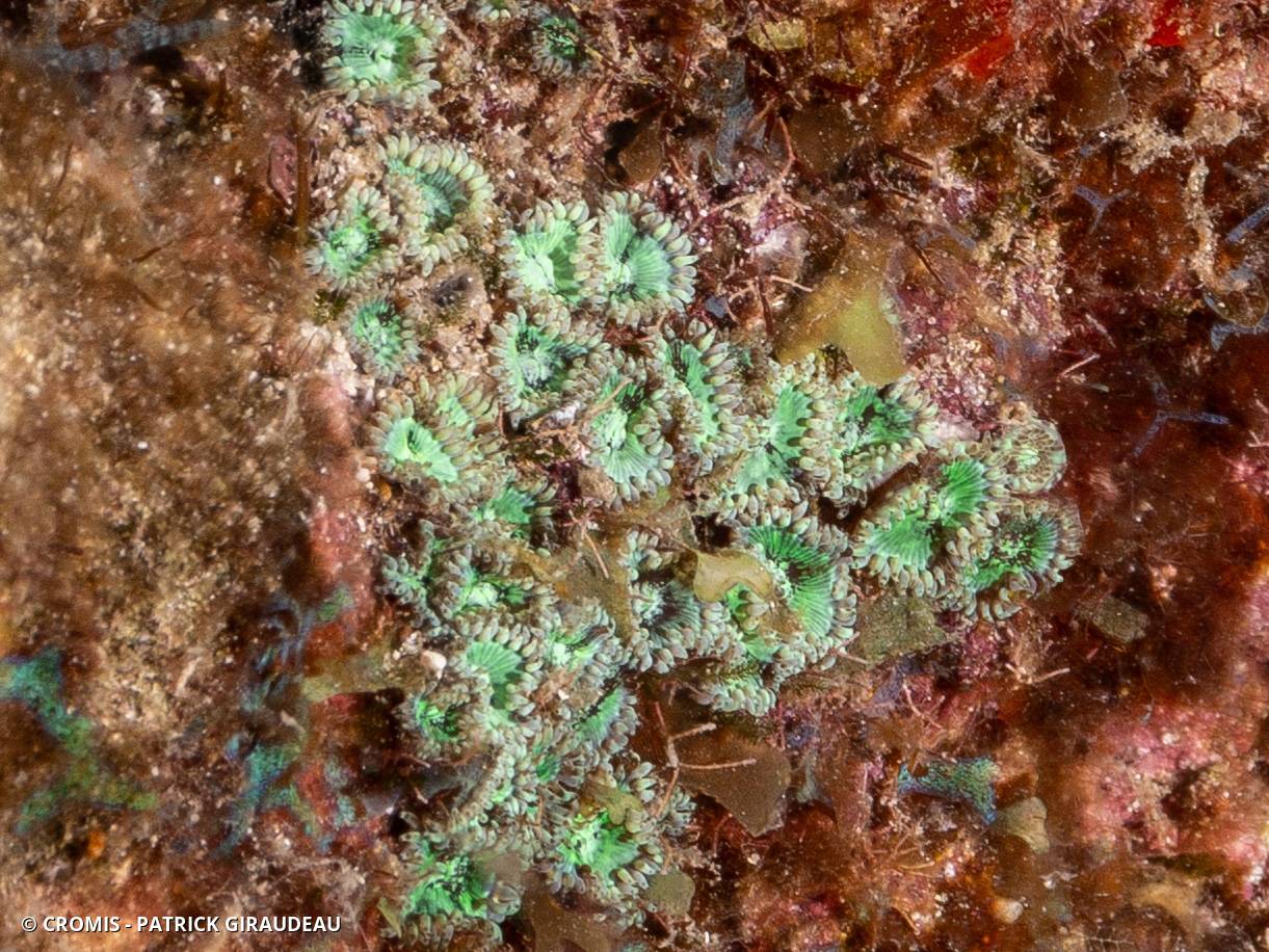 Zoanthaire caraïbe à cœur vert