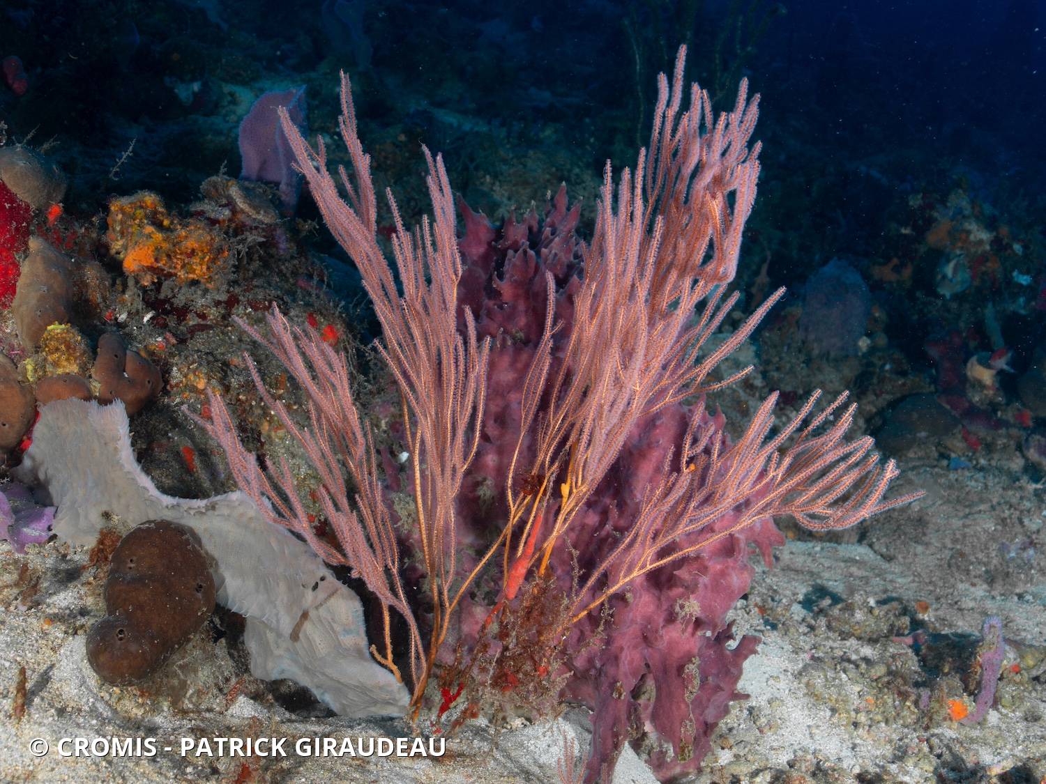 Gorgone fouet des Caraïbes