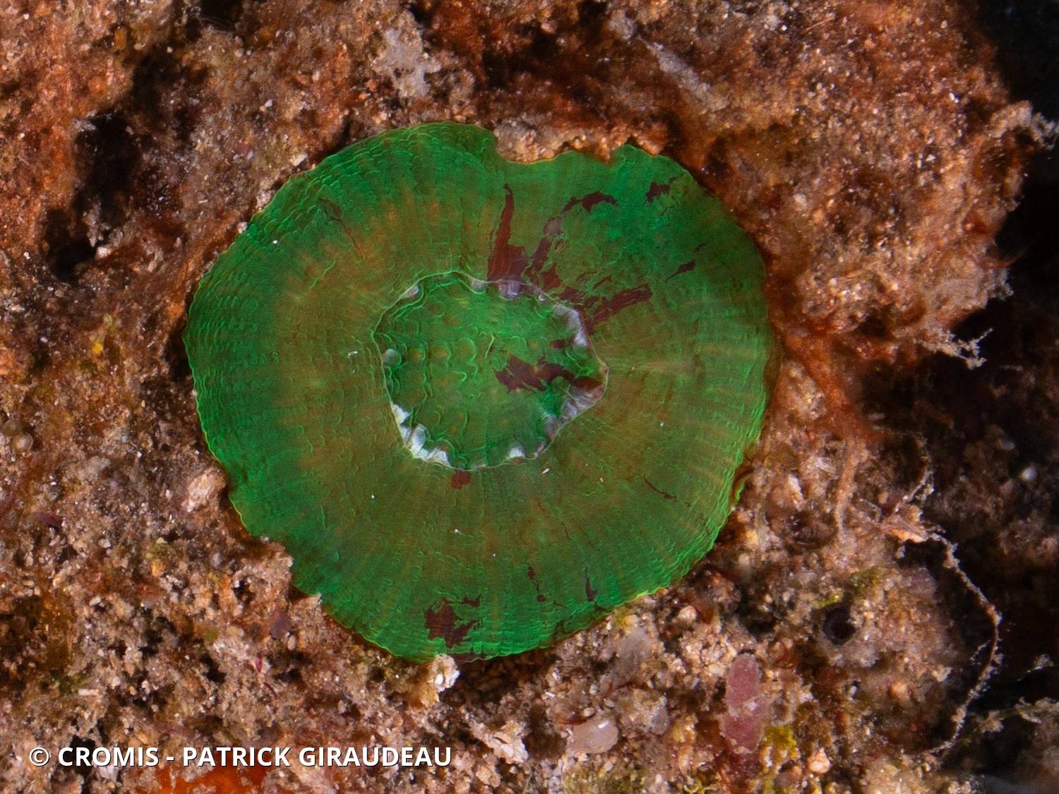 Corail coeur d'artichaut