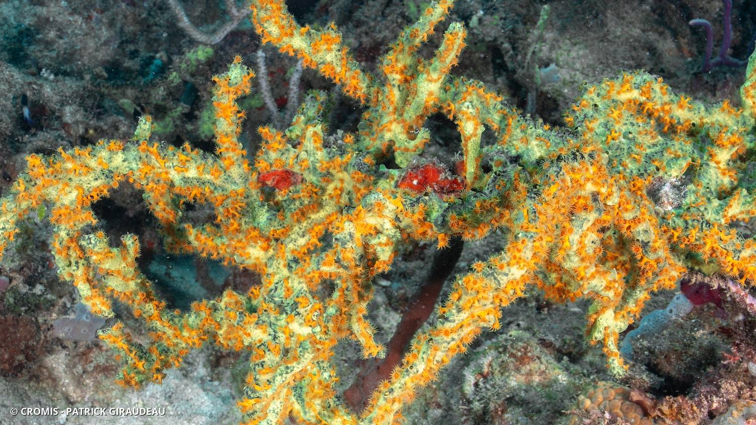 Zoanthaire éponge doré