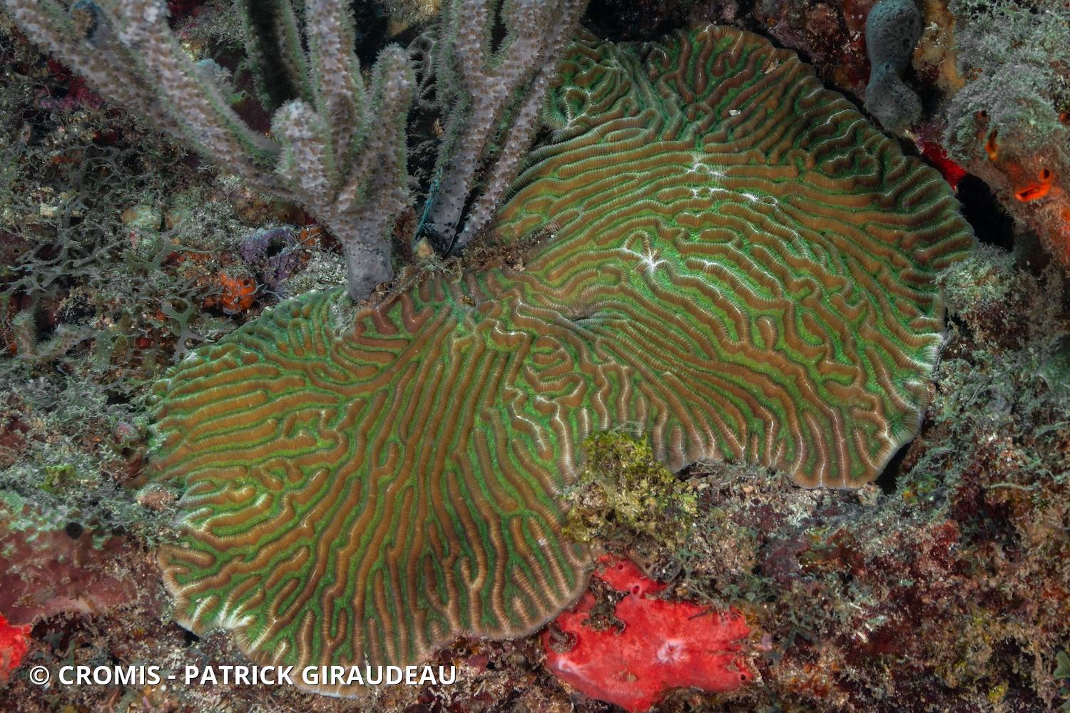 Corail cerveau symétrique