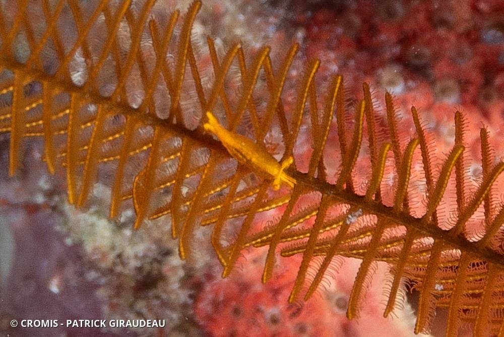 Crevette des comatules dorées