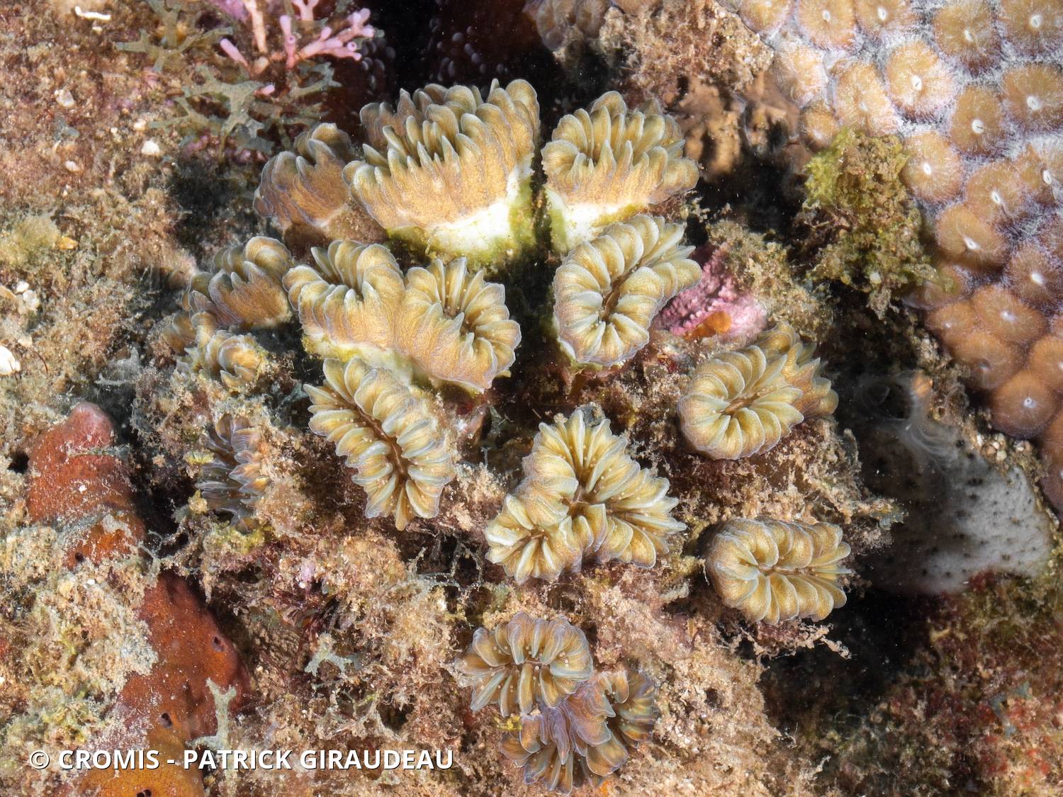 Corail fleur doux