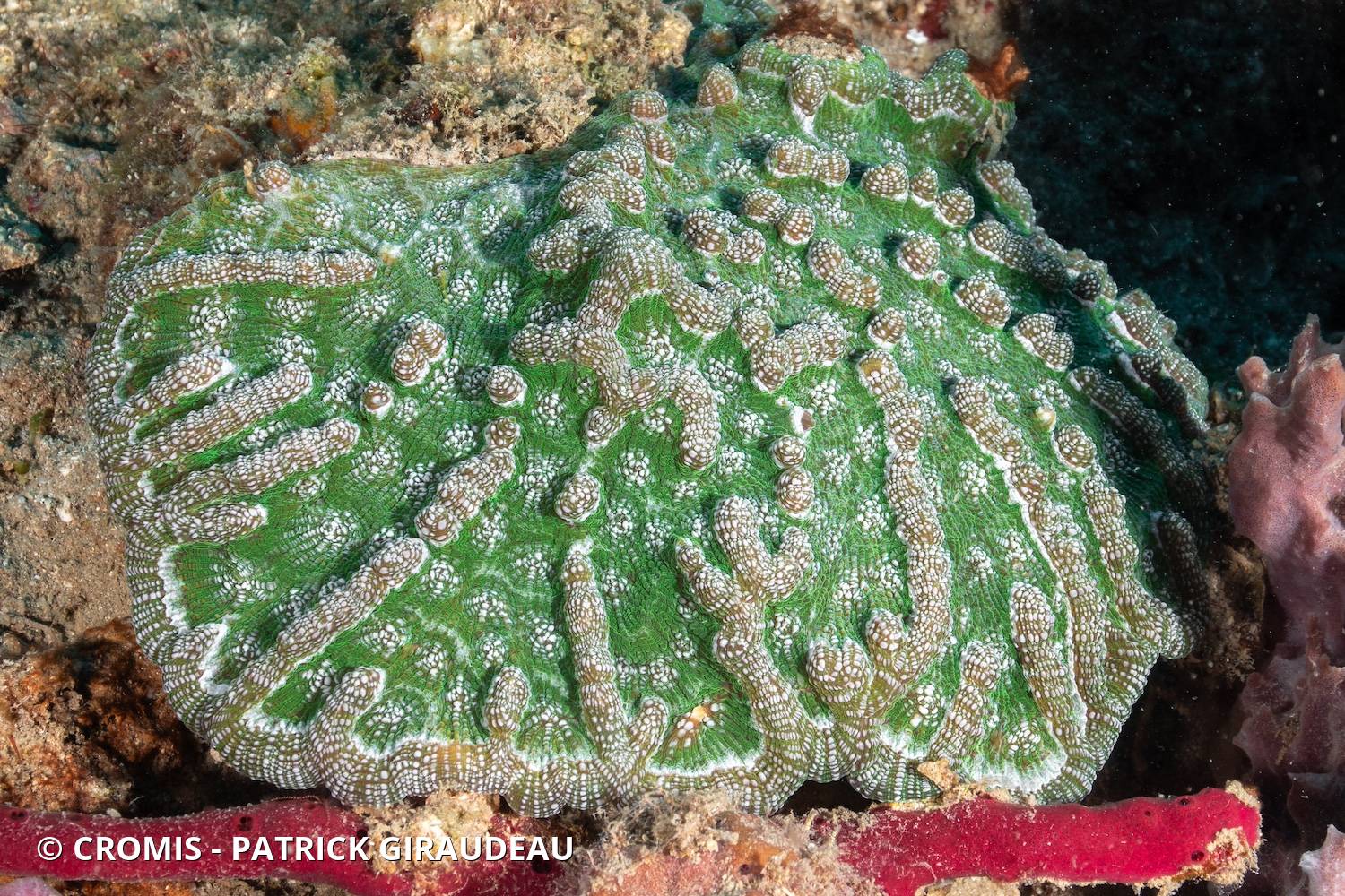Corail cactus à bosses