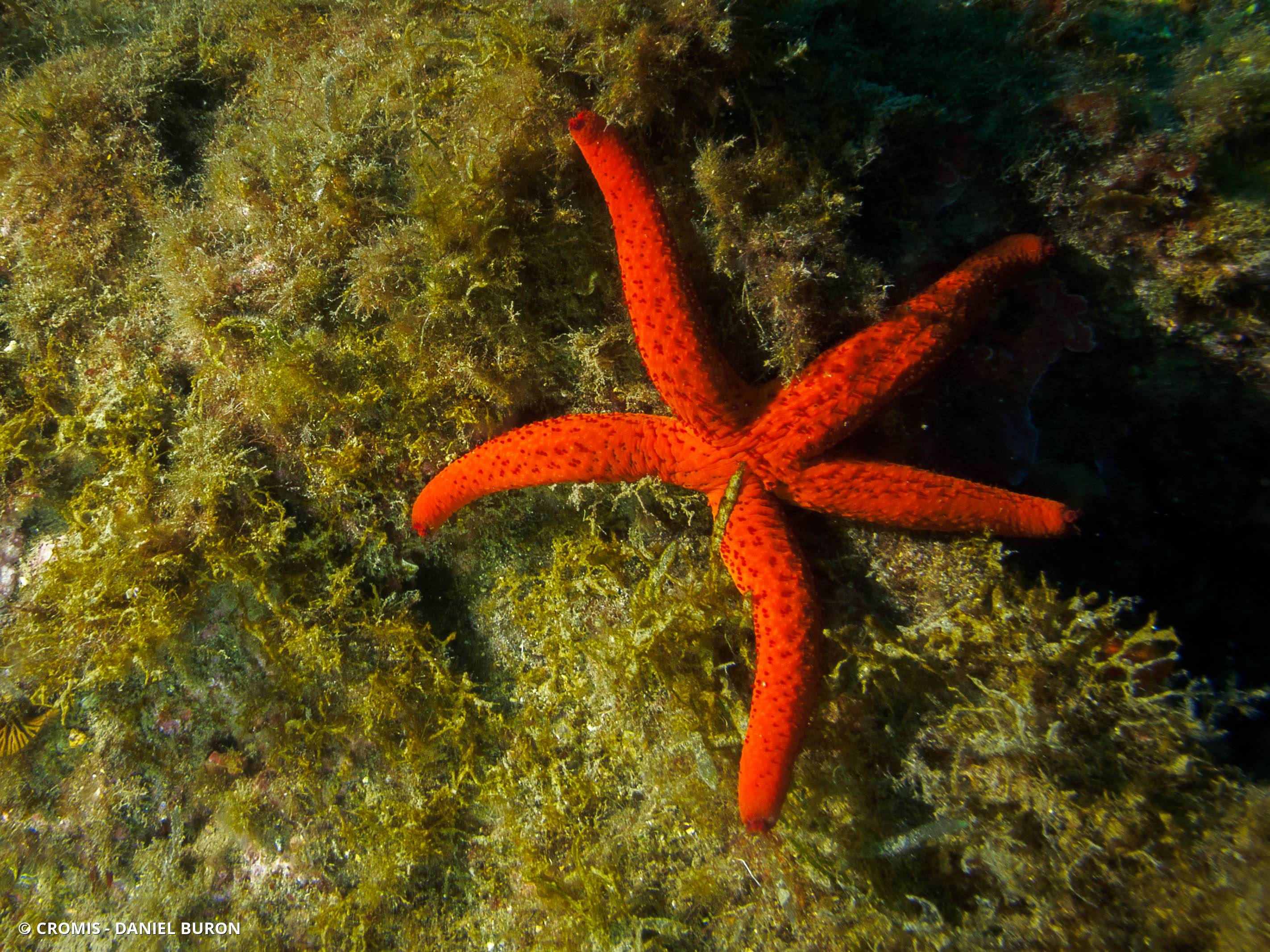 Etoile de mer rouge