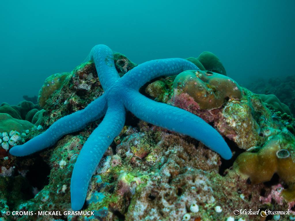 Linckia bleue