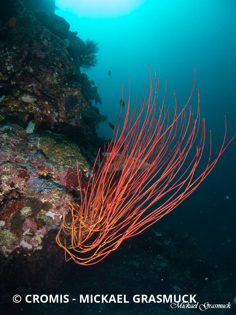 Gorgone balai