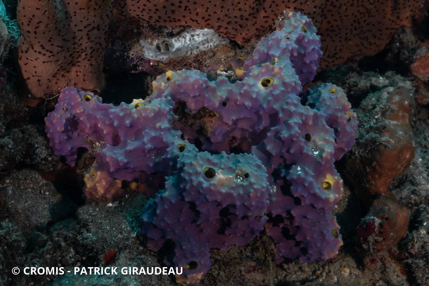 Eponge multicolore