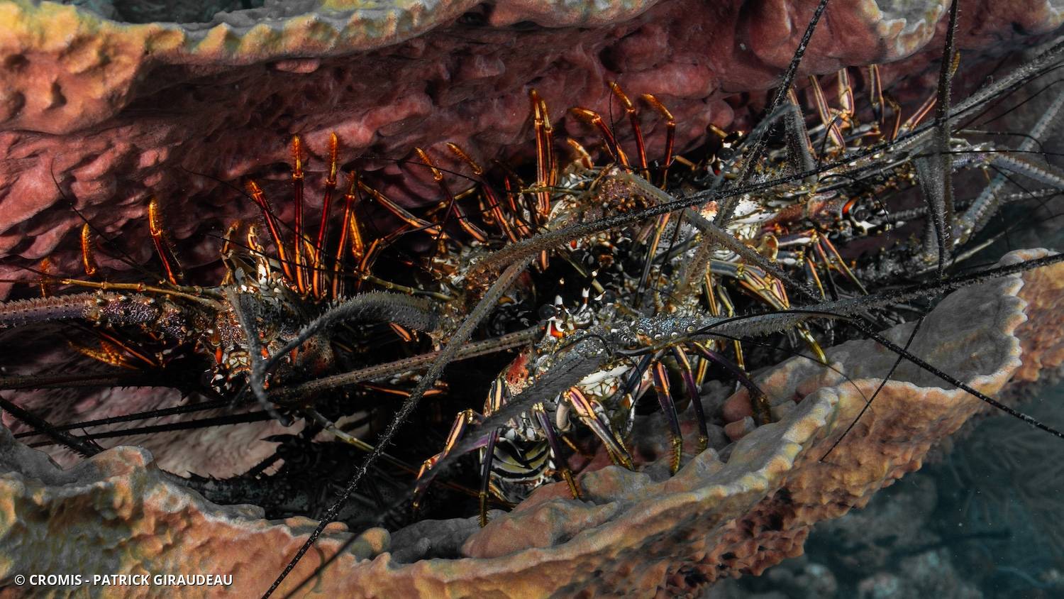 Langouste des Caraïbes