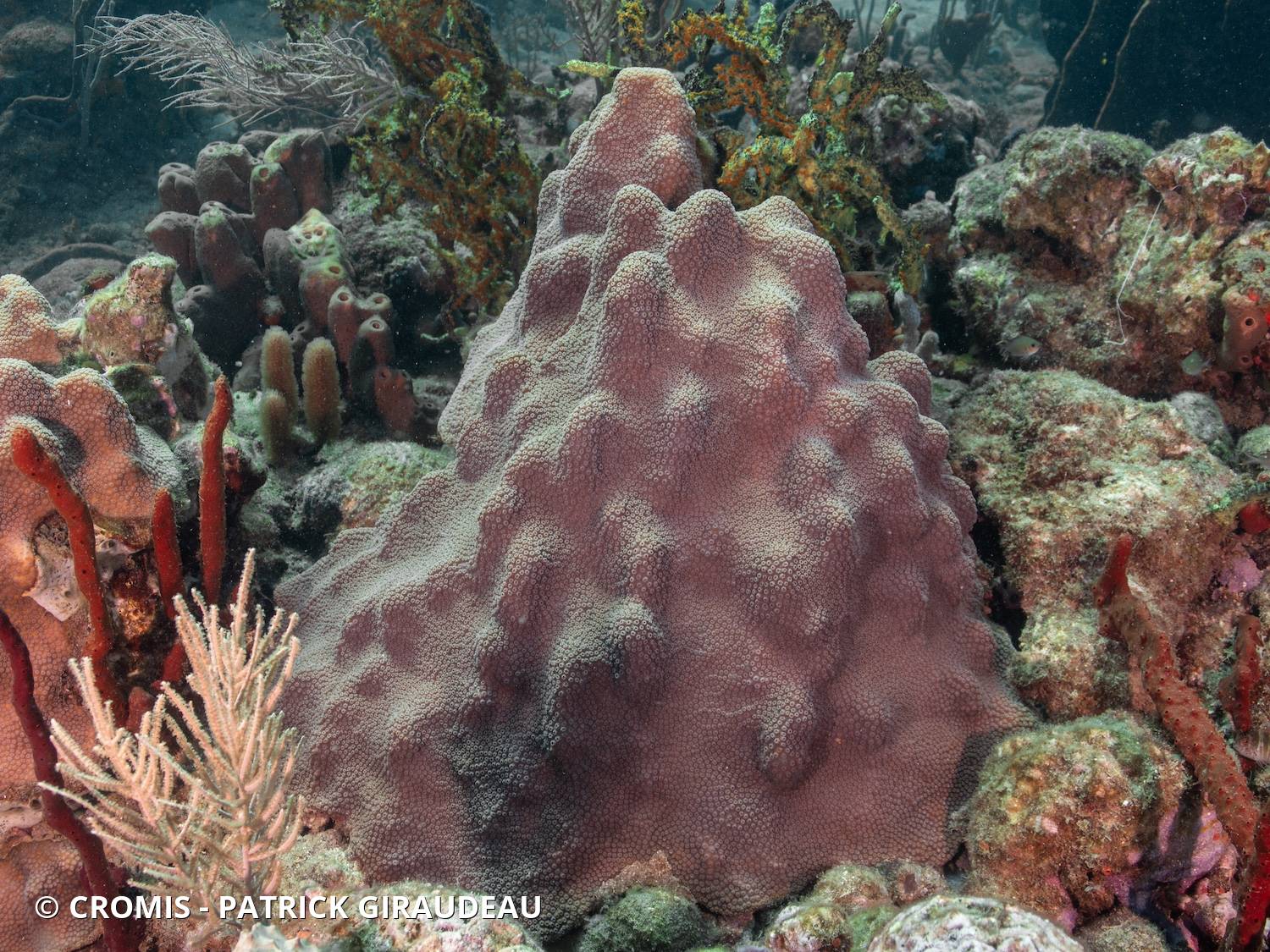 Corail étoilé à bosses