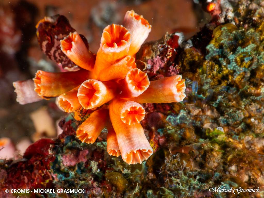 Tubastrée orange