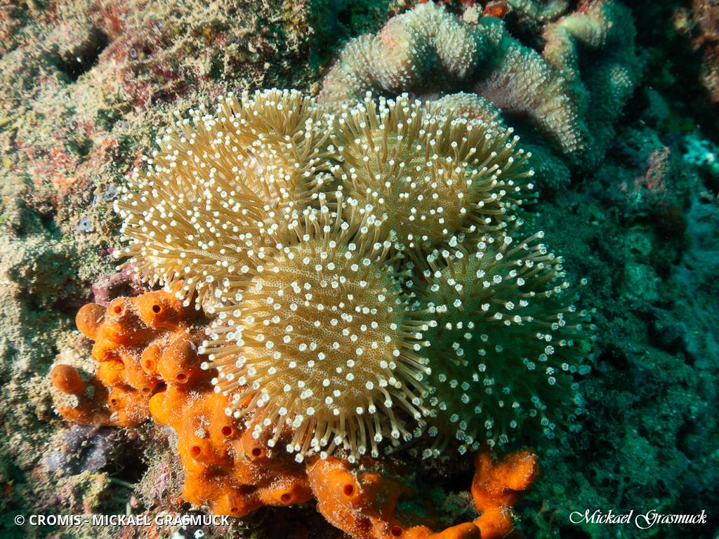 Alcyonaire champignon