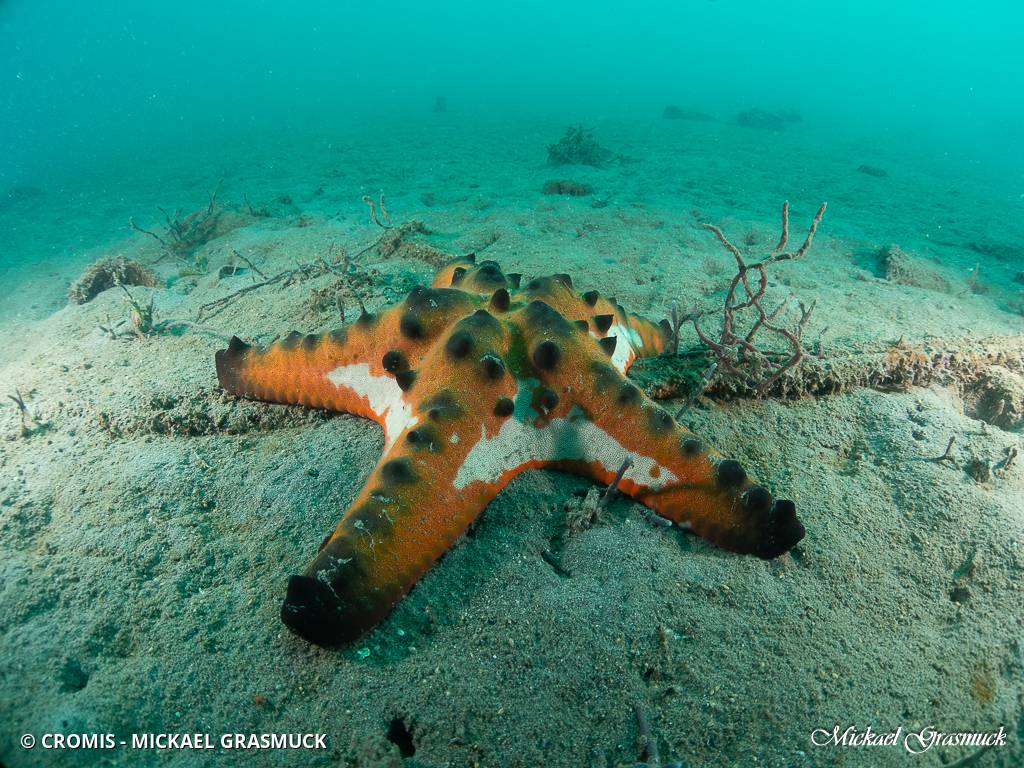 Etoile de mer à cornes du Pacifique