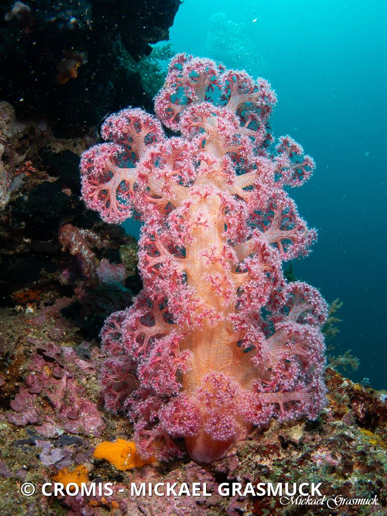 Alcyonaire épineux