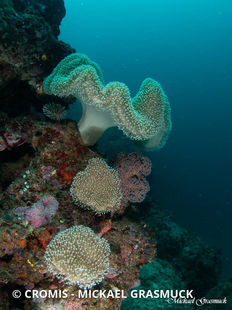 Alcyonaire champignon