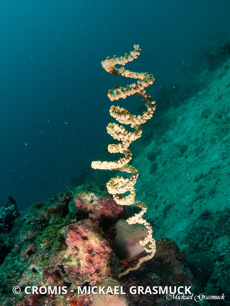 Corail spiralé blanc
