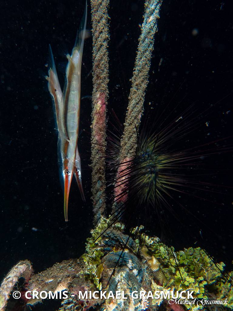 Poisson-couteau rigide