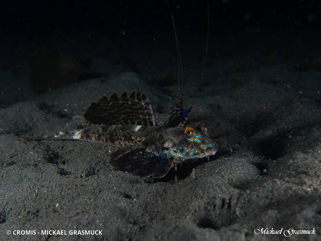 Dragonet dactylé