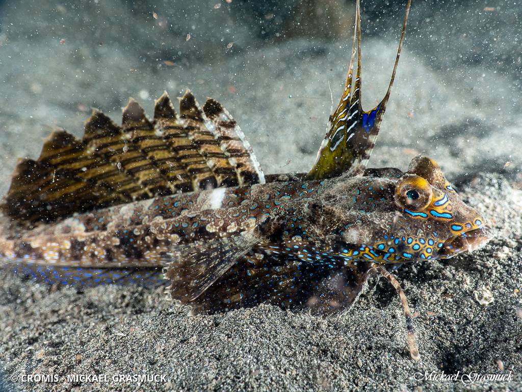 Dragonet dactylé