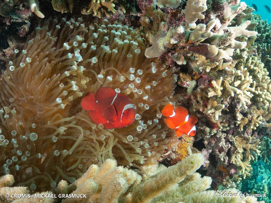 Poisson-clown à joues épineuses