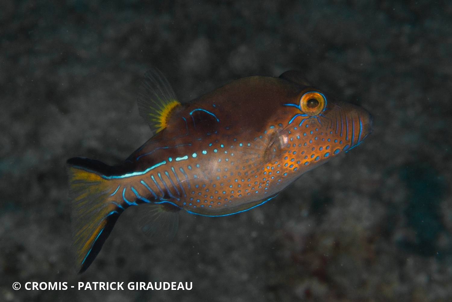 Canthigaster des Caraïbes