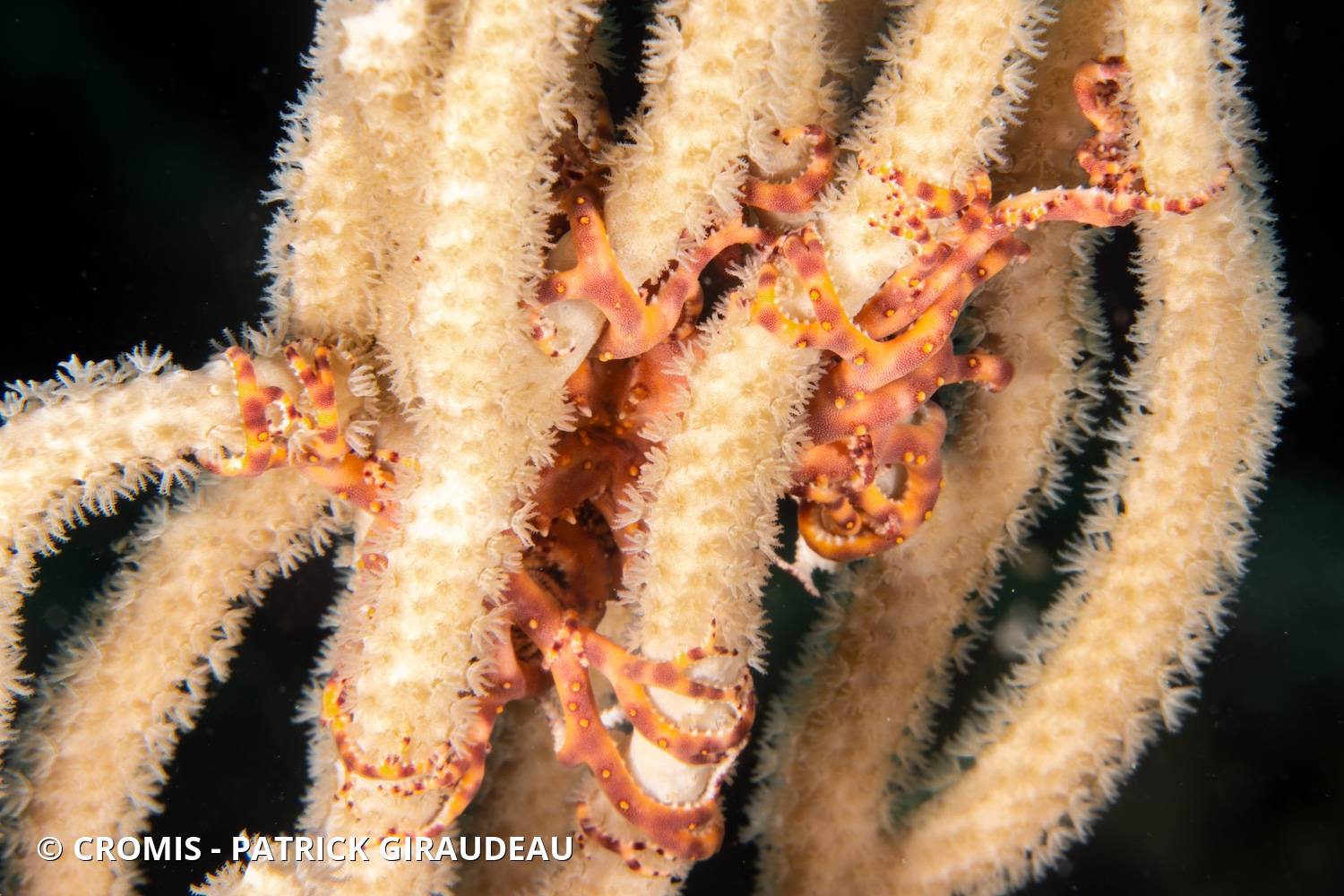 Gorgonocéphale géant
