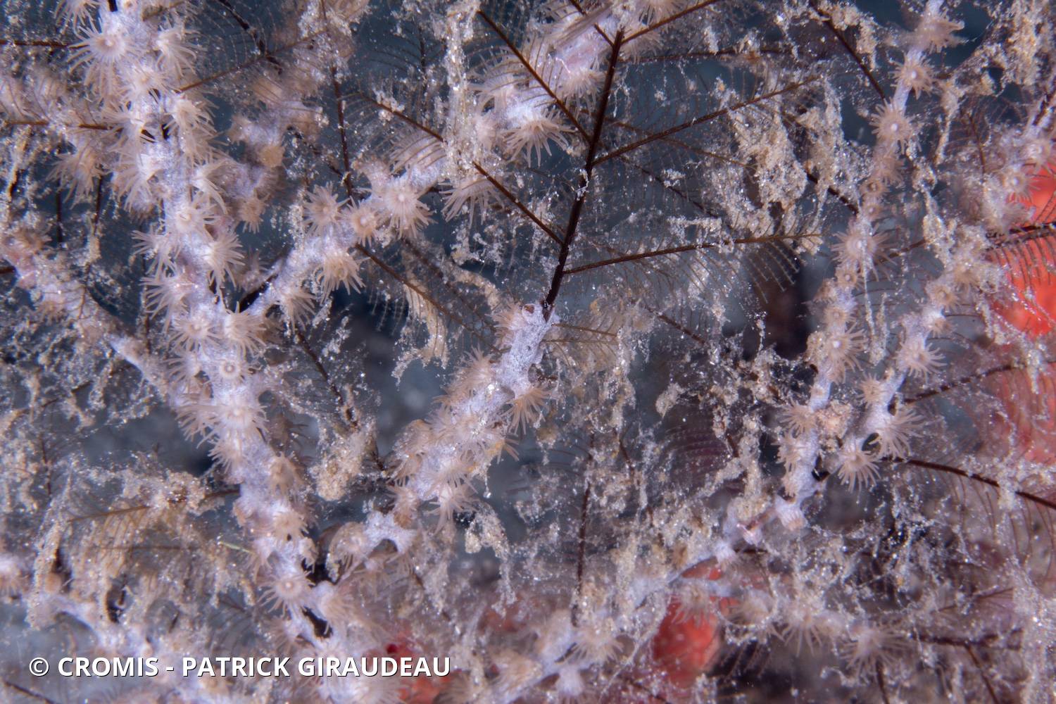 Zoanthaires des Hydraires