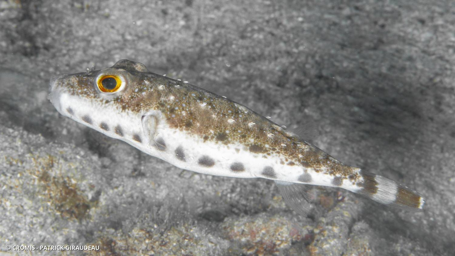 Tétrodon à chaîne