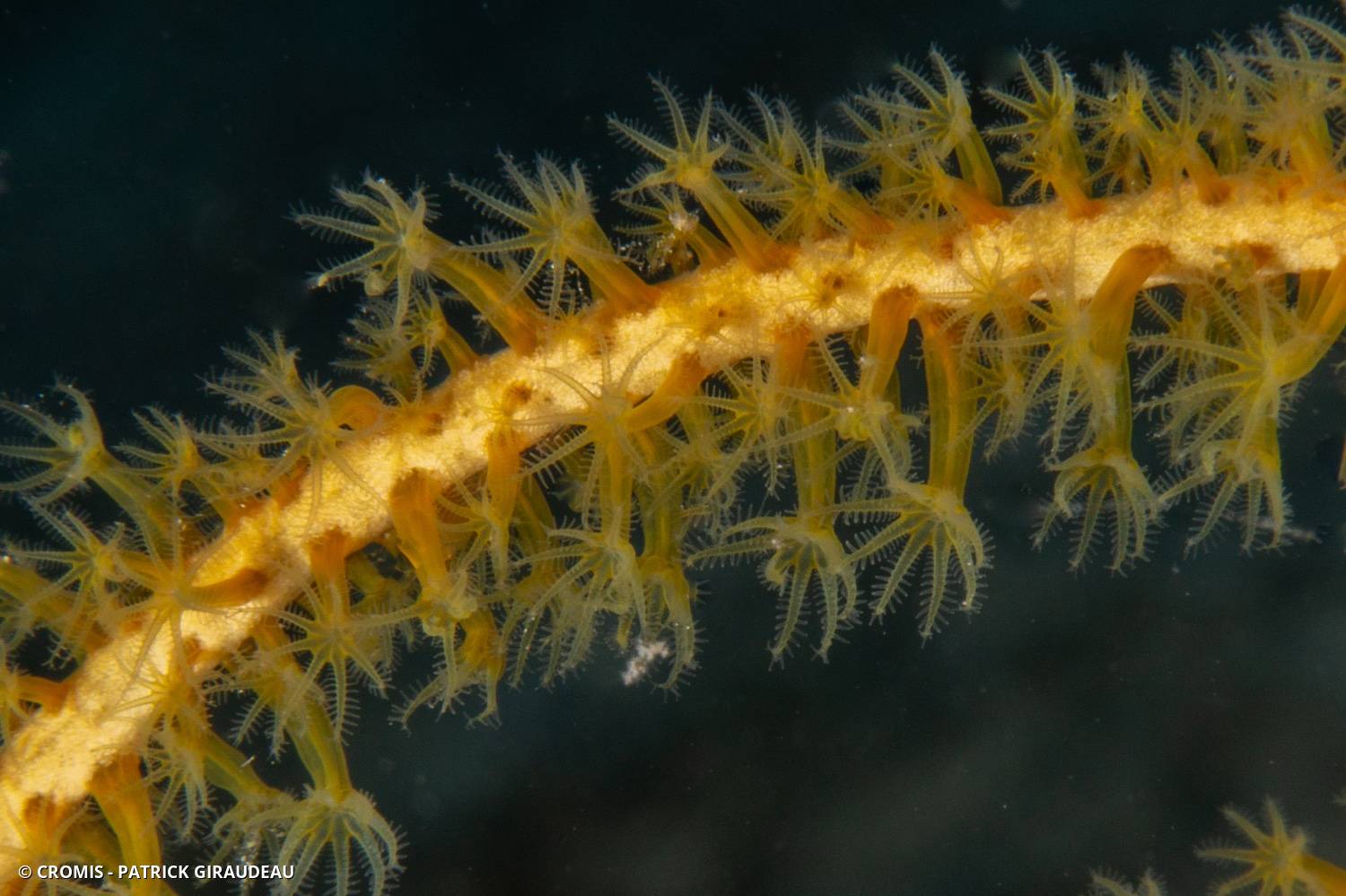 Leptogorgia des Caraïbes