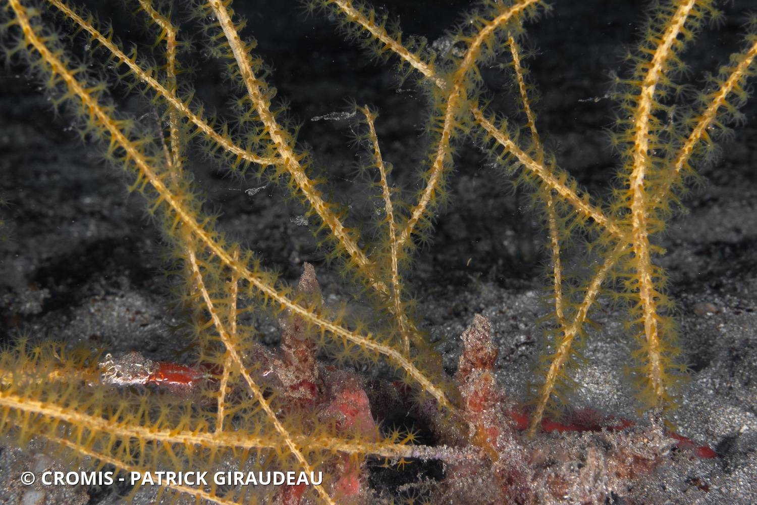 Leptogorgia des Caraïbes