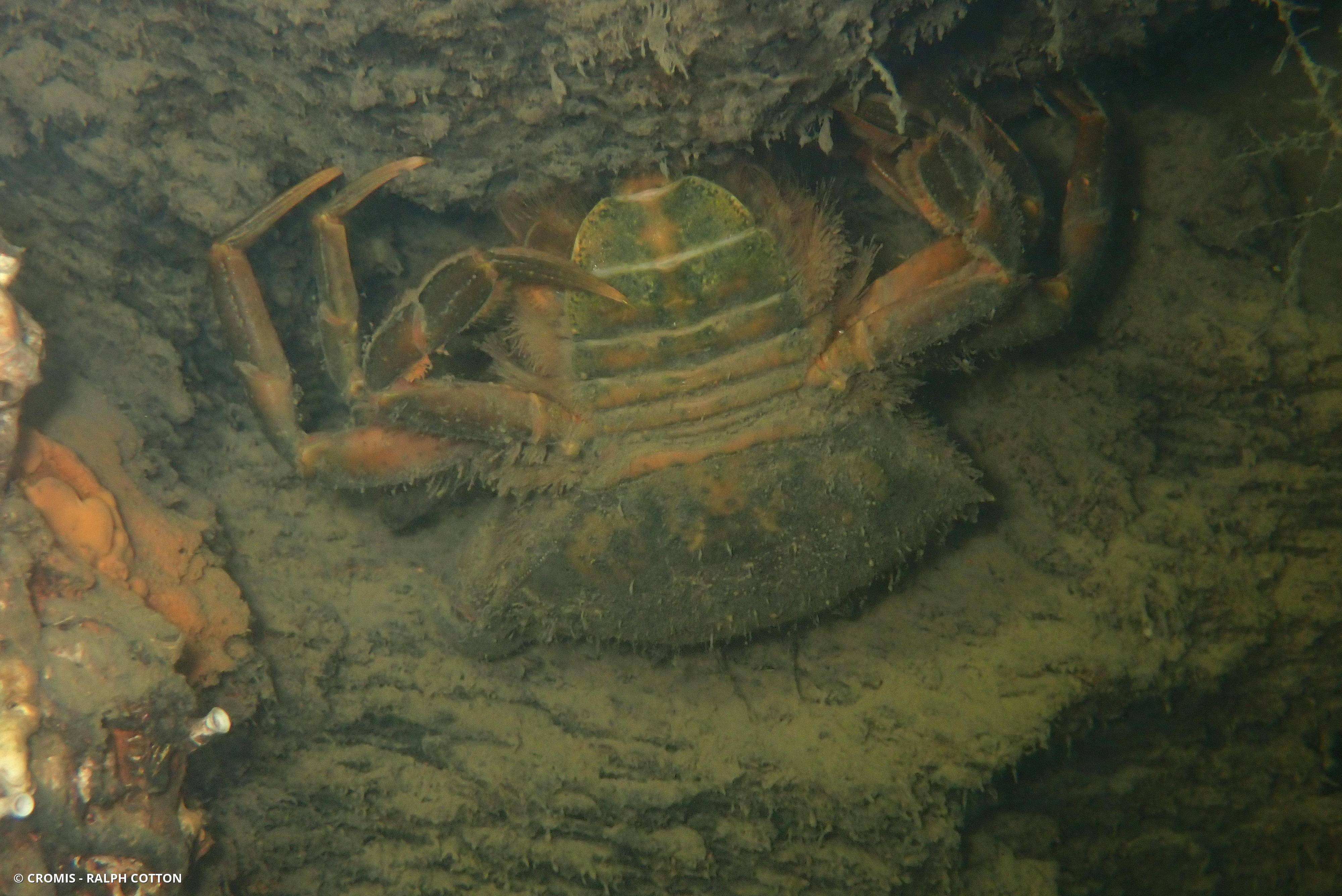 Crabe vert