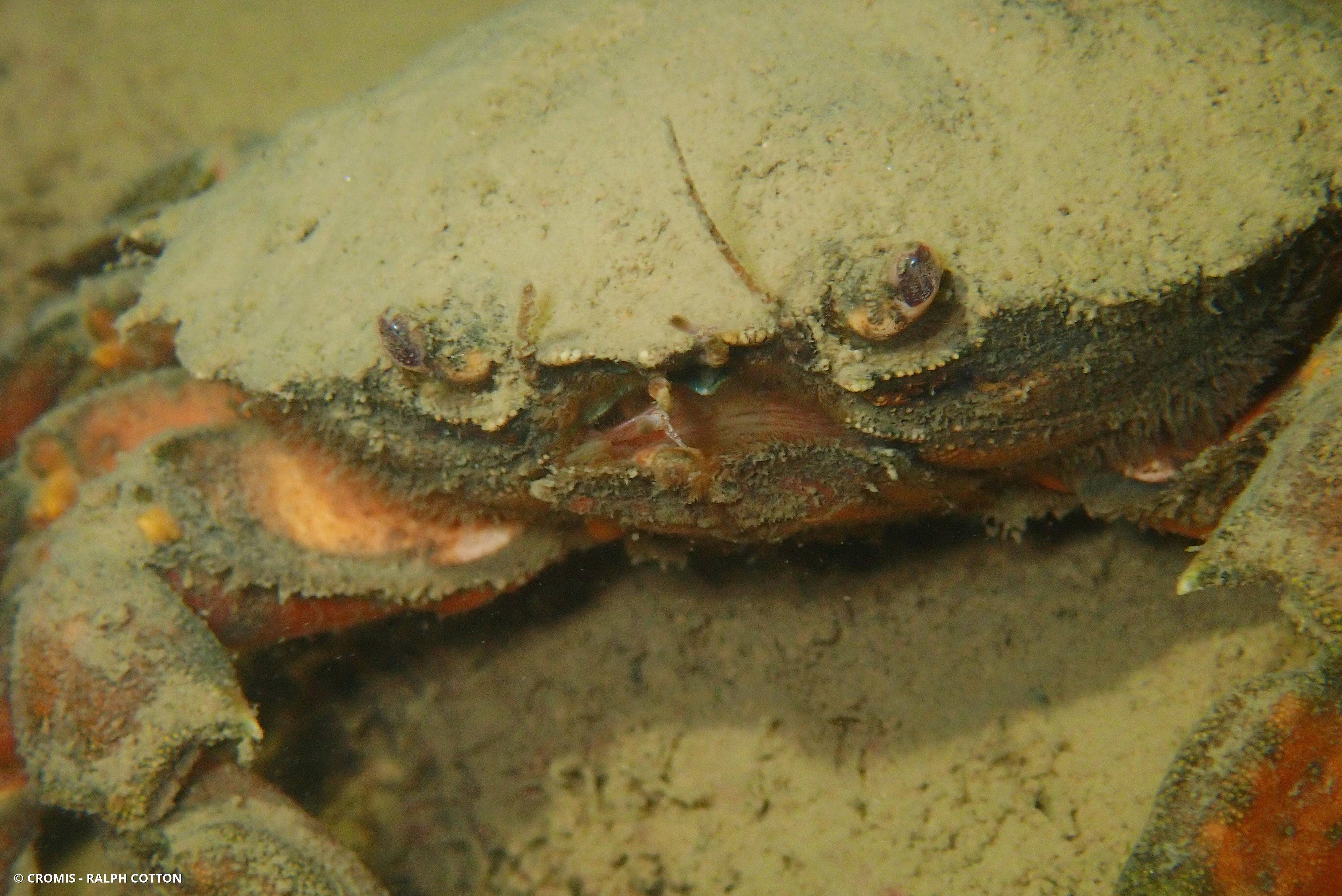 Crabe vert
