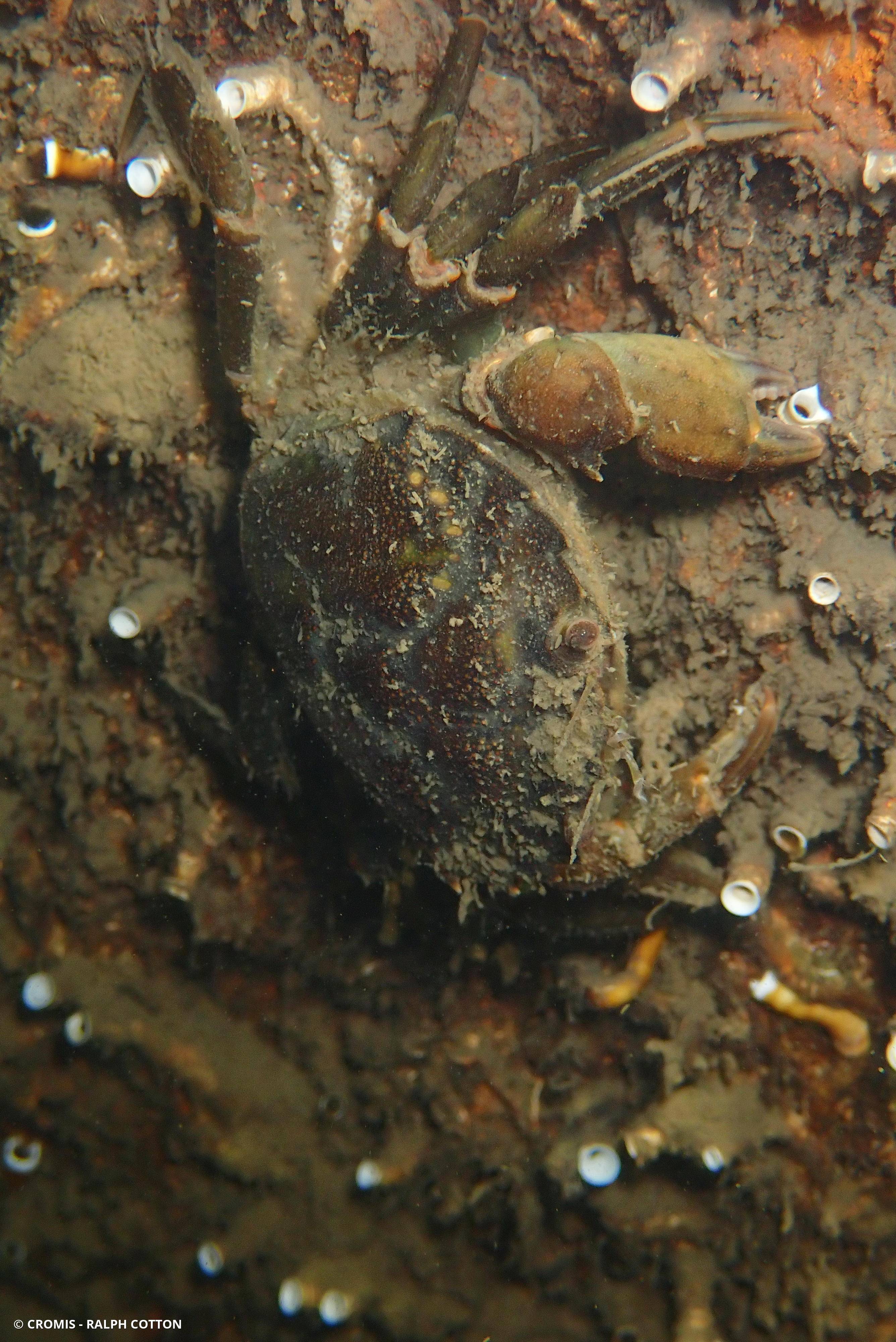 Crabe vert