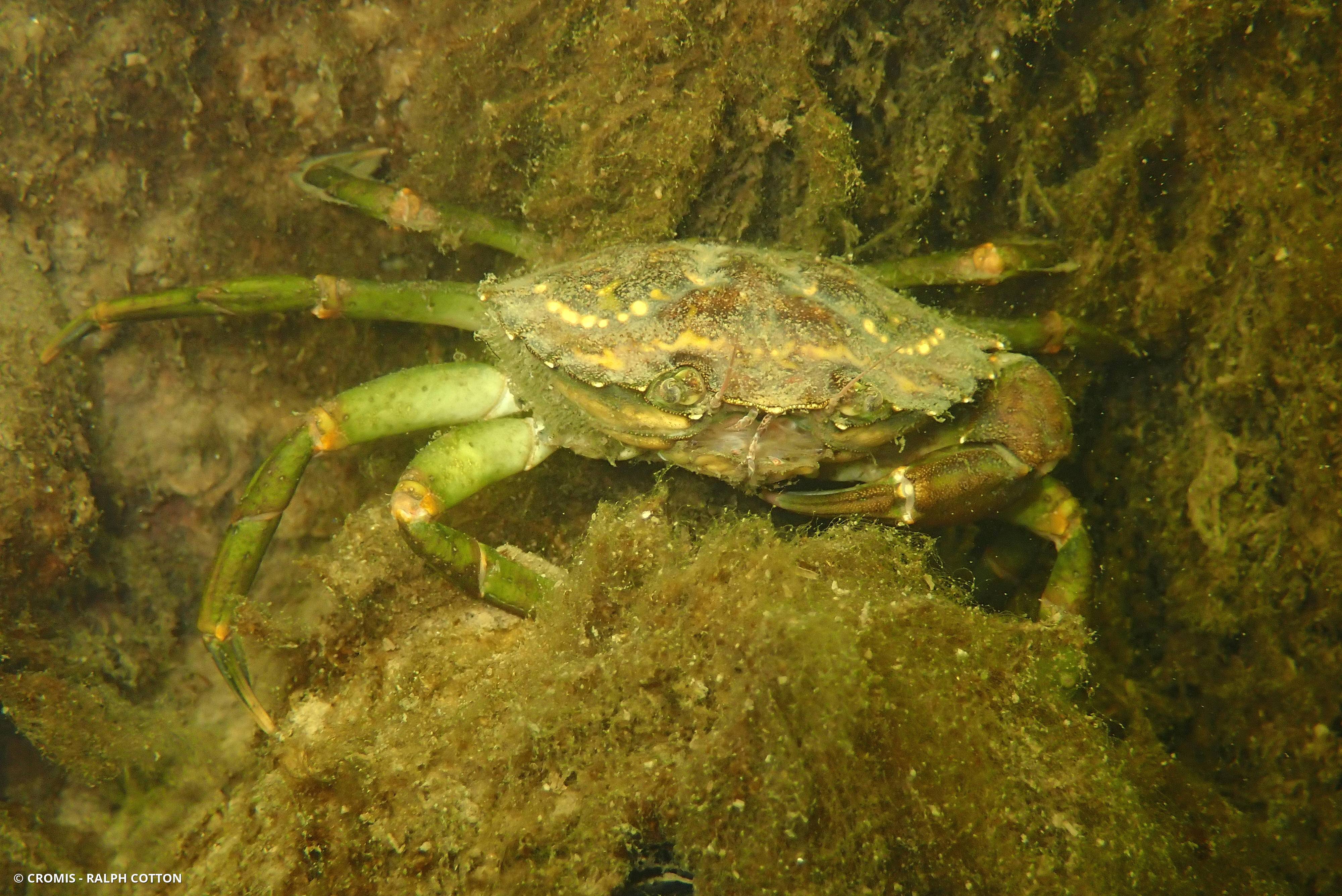 Crabe vert