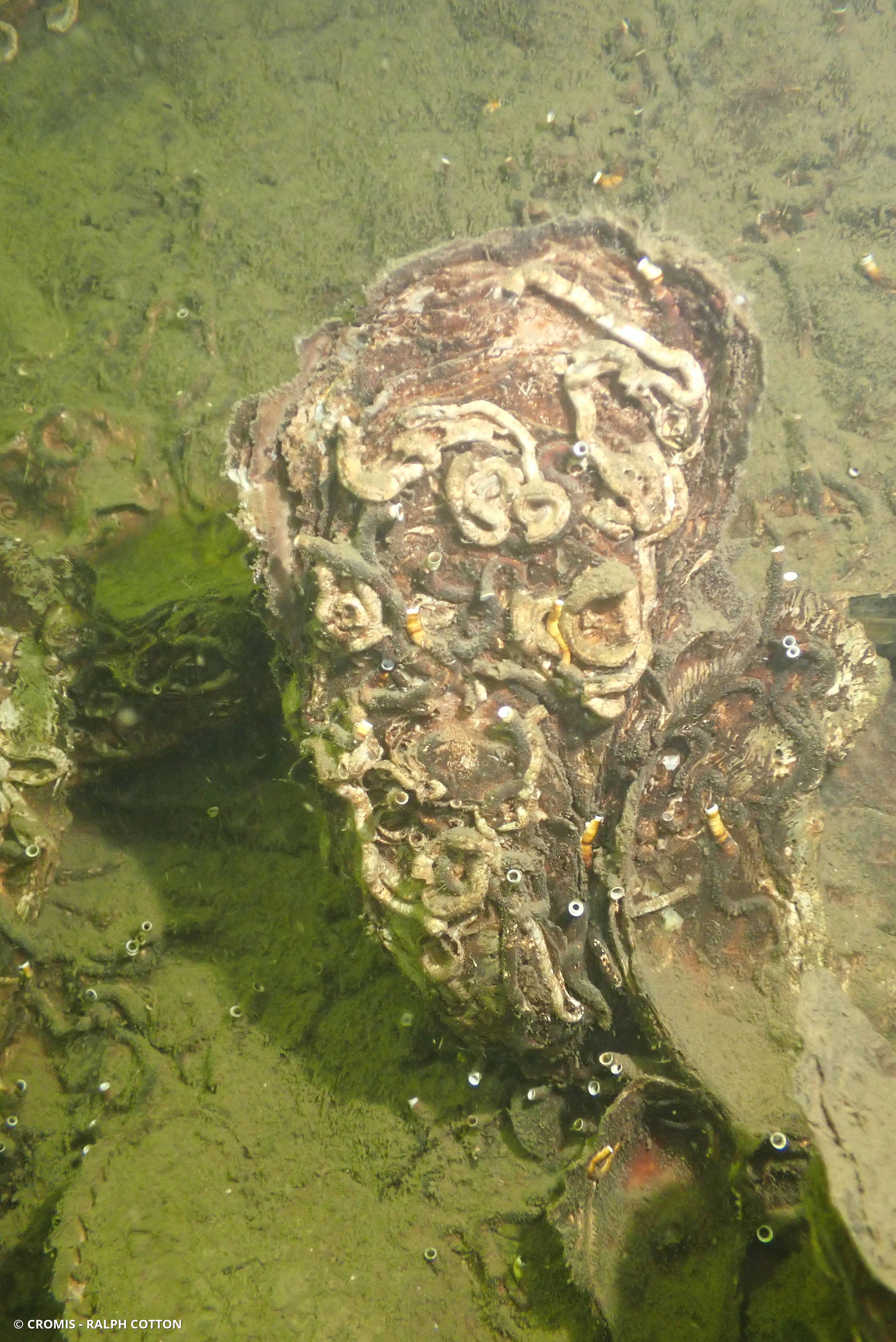 Huître creuse